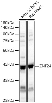 Rabbit anti-ZNF24 Polyclonal Antibody