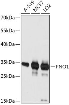 Rabbit anti-PNO1 Polyclonal Antibody