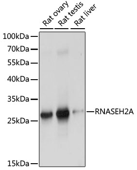 Rabbit anti-RNASEH2A Polyclonal Antibody