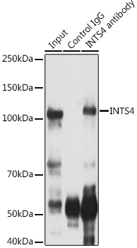 Rabbit anti-INTS4 Polyclonal Antibody