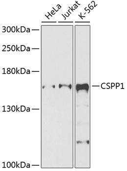 Rabbit anti-CSPP1 Polyclonal Antibody