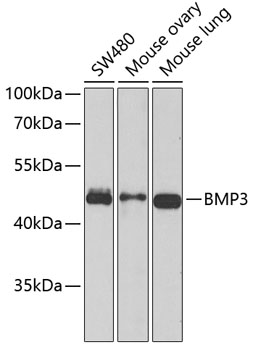 Rabbit anti-BMP3 Polyclonal Antibody