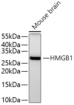 Rabbit anti-HMGB1 Polyclonal Antibody