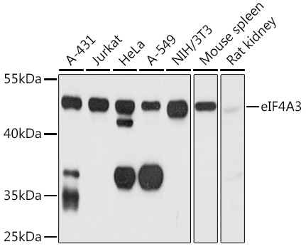 Rabbit anti-EIF4A3 Polyclonal Antibody