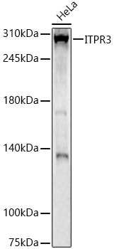 Rabbit anti-ITPR3 Polyclonal Antibody