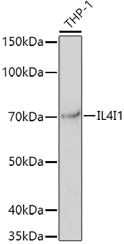 Rabbit anti-IL4I1 Polyclonal Antibody