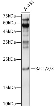 Rabbit anti-RAC1/2/3 Polyclonal Antibody