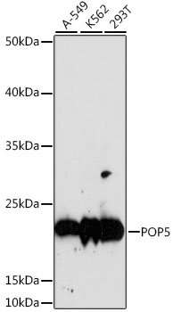 Rabbit anti-POP5 Polyclonal Antibody