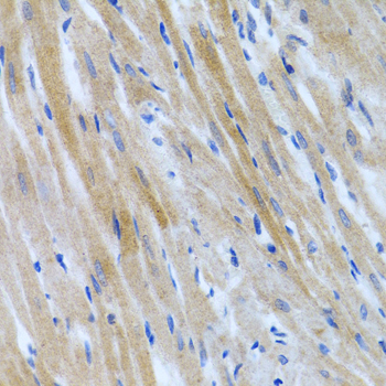 Rabbit anti-BMP3 Polyclonal Antibody
