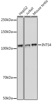 Rabbit anti-INTS4 Polyclonal Antibody