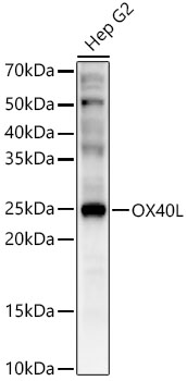 Rabbit anti-OX40L Polyclonal Antibody