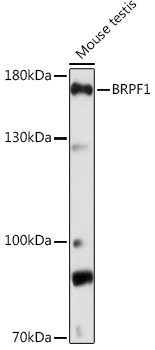 Rabbit anti-BRPF1 Polyclonal Antibody
