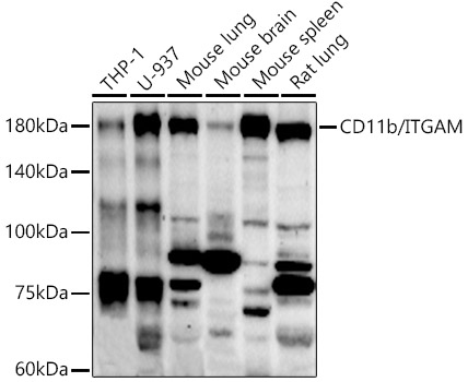 Rabbit anti-ITGAM Polyclonal Antibody