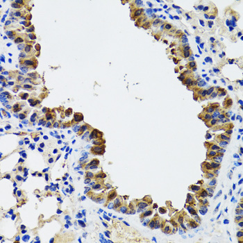 Rabbit anti-ESD Polyclonal Antibody