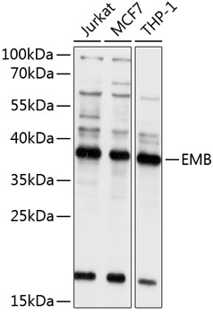 Rabbit anti-EMB Polyclonal Antibody