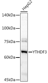 Rabbit anti-YTHDF3 Polyclonal Antibody