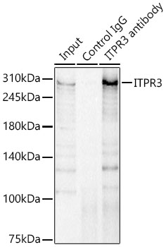 Rabbit anti-ITPR3 Polyclonal Antibody