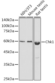 Rabbit anti-CHEK1 Polyclonal Antibody