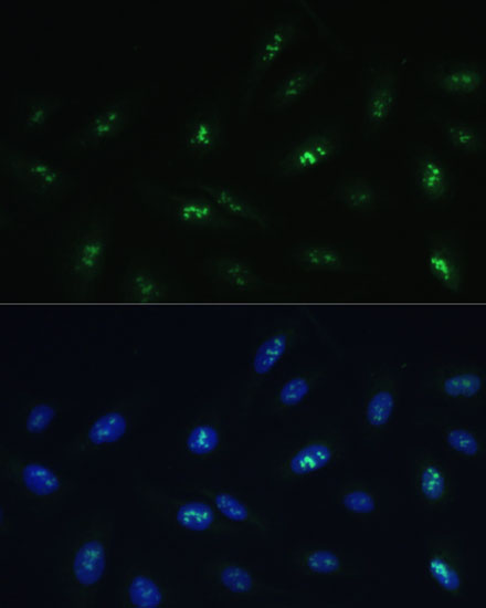 Rabbit anti-HNF4G Polyclonal Antibody