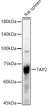 Rabbit anti-TAP2 Polyclonal Antibody