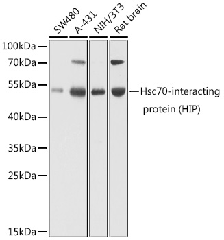 Rabbit anti-ST13 Polyclonal Antibody