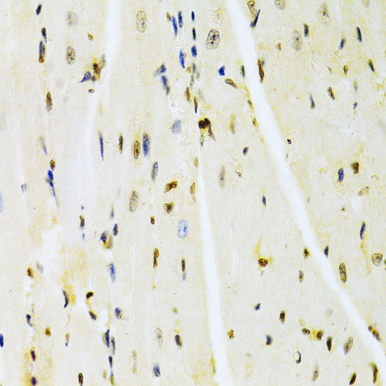 Rabbit anti-HMGB1 Polyclonal Antibody