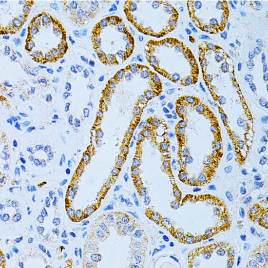Rabbit anti-MAP2 Polyclonal Antibody