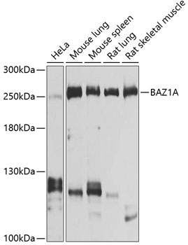 Rabbit anti-BAZ1A Polyclonal Antibody