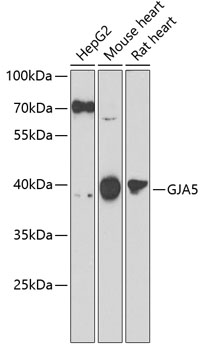 Rabbit anti-GJA5 Polyclonal Antibody