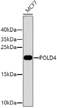 Rabbit anti-POLD4 Polyclonal Antibody