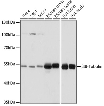 Rabbit anti-βIII-Tubulin Polyclonal Antibody
