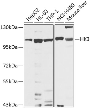 Rabbit anti-HK3 Polyclonal Antibody