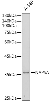 Rabbit anti-NAPSA Polyclonal Antibody