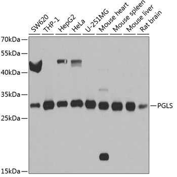 Rabbit anti-PGLS Polyclonal Antibody