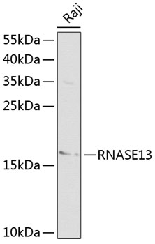 Rabbit anti-RNASE13 Polyclonal Antibody