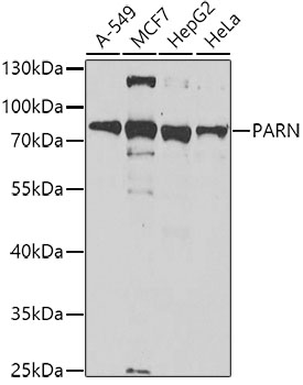 Rabbit anti-PARN Polyclonal Antibody