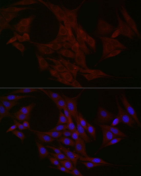 Rabbit anti-NTF4 Polyclonal Antibody