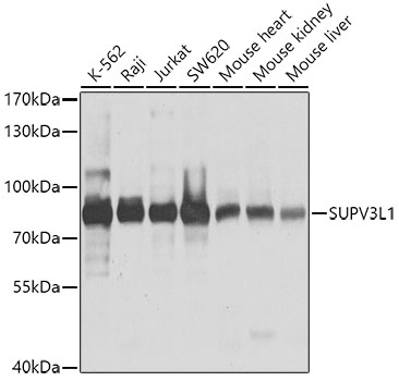 Rabbit anti-SUPV3L1 Polyclonal Antibody