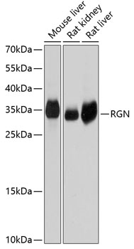 Rabbit anti-RGN Polyclonal Antibody