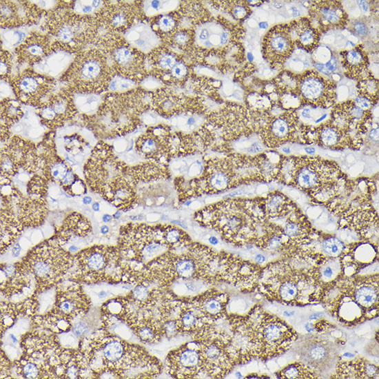 Rabbit anti-MAOB Polyclonal Antibody