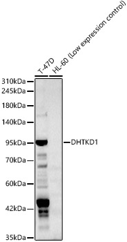 Rabbit anti-DHTKD1 Polyclonal Antibody