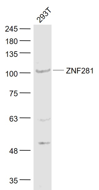 Rabbit Anti-ZNF281 Polyclonal Antibody