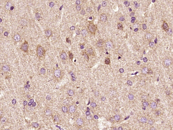 Rabbit anti-Phospho-ERBB3(Tyr1289) Polyclonal Antibody