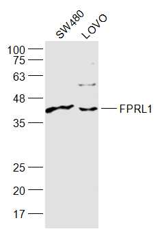 Rabbit anti-FPRL1 Polyclonal Antibody