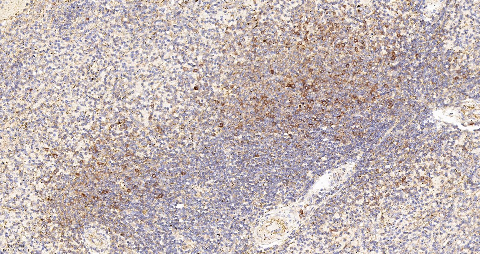 Rabbit anti-Cytochrome C Monoclonal Antibody