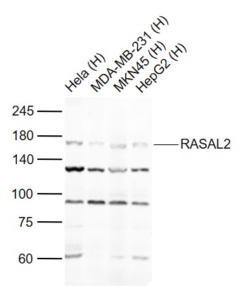 Rabbit anti-RASAL2 Polyclonal Antibody