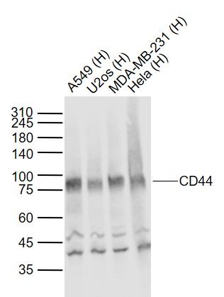 Rabbit anti-CD44 Polyclonal Antibody