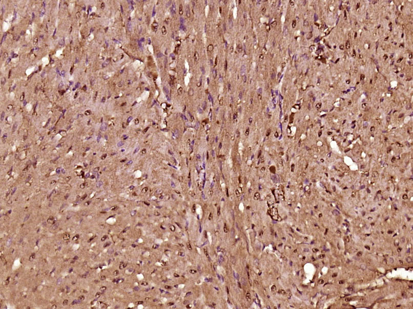 Rabbit anti-Dnmt3a Polyclonal Antibody