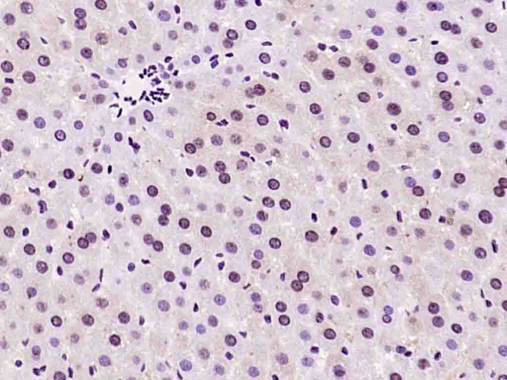 Rabbit anti-Phospho-AMPKα-1(Thr183) Polyclonal Antibody