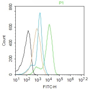 Rabbit anti-Phospho-CaMK2α(Tyr230) Polyclonal Antibody